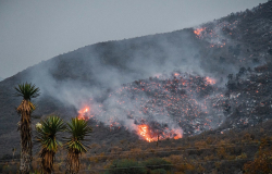 Recuento de daños por incendios forestales en Tamaulipas: ya van siete en la temporada