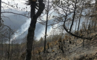 Brigadistas logran controlar incendio en zona montañosa de Tamaulipas