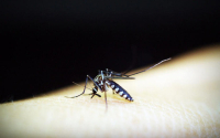 Autoridades lanzan campaña de fumigación ante aumento de casos de Dengue