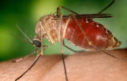 Alerta por virus del Nilo en los dos Laredos