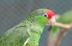 Se unen para conservar cotorro tamaulipeco