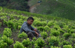 México se sumará al pedido de Colombia ante ONU para despenalizar la hoja de coca