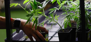 Colombia autoriza venta de cannabis medicinal